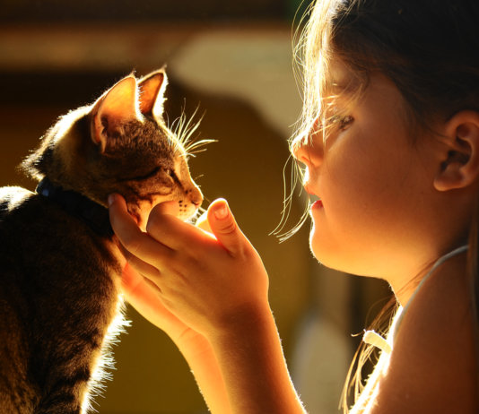 Proteção de animais: fanatismo não ajuda!