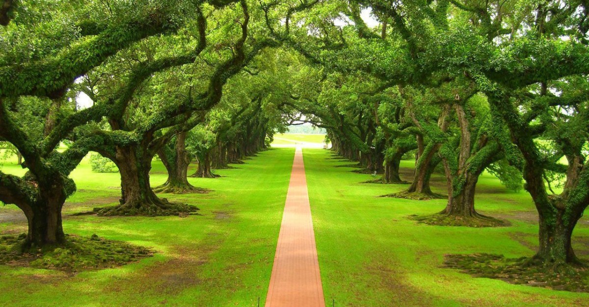 trees
