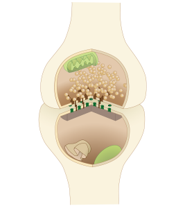 neuron_synapse (1)