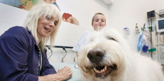 Hospital permite que animais de estimação visitem seus donos doentes