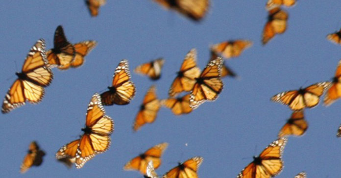 Temendo a travessia da vida? Inspire-se nas pequeninas borboletas!