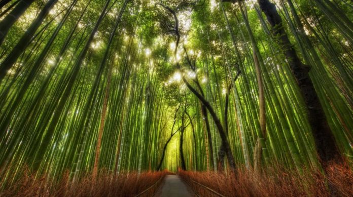O que podemos aprender com o bambu?