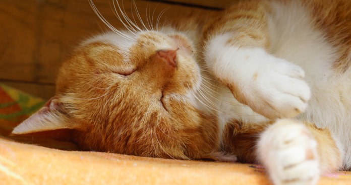 Assistir vídeos de gatos faz bem à saúde, revela estudo