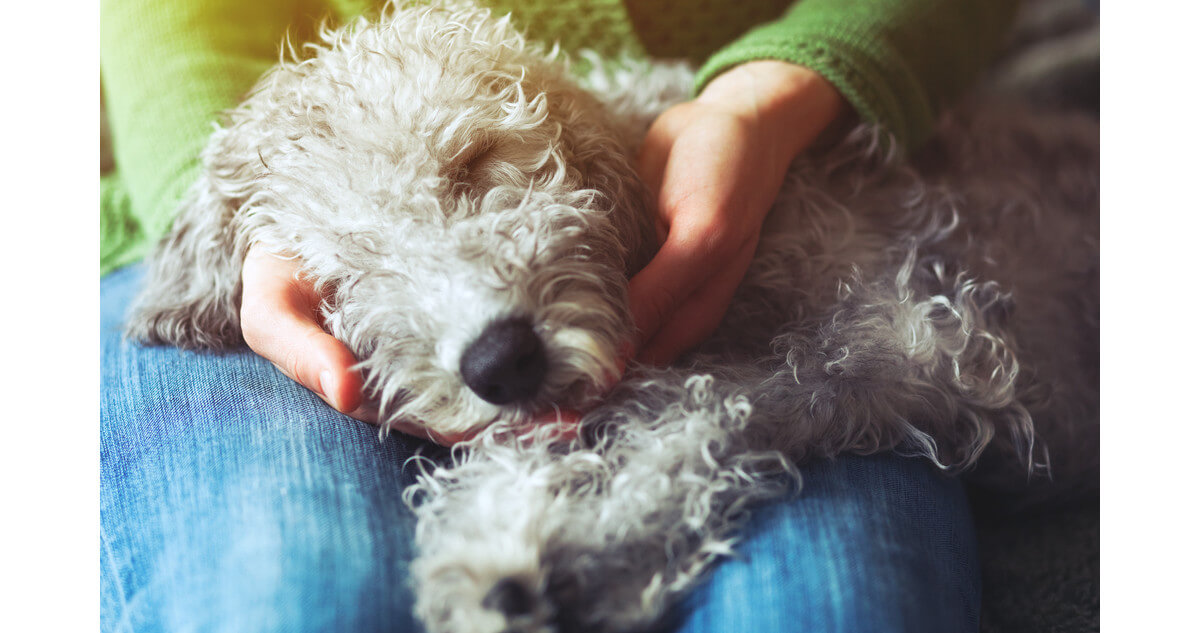 psicologiasdobrasil.com.br - Dormir com animais de estimação ajuda a melhorar o sono, diz estudo