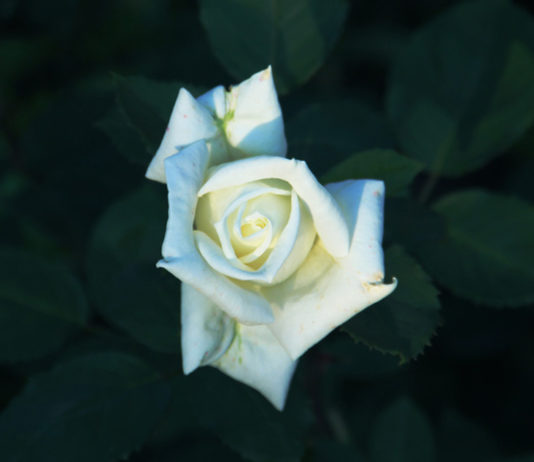 Luto pode causar sintomas físicos, dizem especialistas