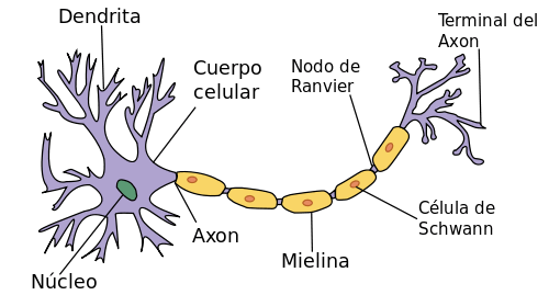 psicologiasdobrasil.com.br - O que acontece no meu cérebro quando tenho Alzheimer?