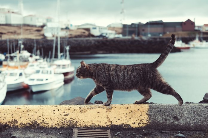 Os gatos nos ensinam que o amor de verdade sempre volta pra casa