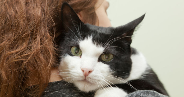 Gatos são sensíveis às emoções de seus donos, diz estudo