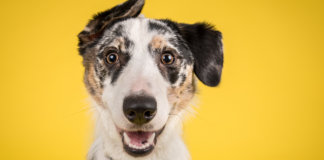 Ciência confirma: nós gostamos mais de cachorros do que de gente