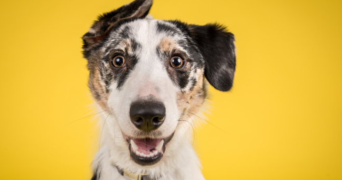 Ciência confirma: nós gostamos mais de cachorros do que de gente