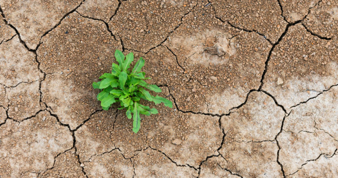 A terra arada e a alma machucada possuem fertilidade para novas sementes