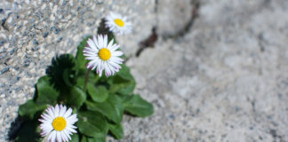 Resiliência: levantar-se toda vez que a vida ferra com tudo