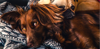 Pesquisa explica as diferenças entre donos de gatos e cachorros