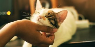 Os benefícios científicos de ser um amante de gatos