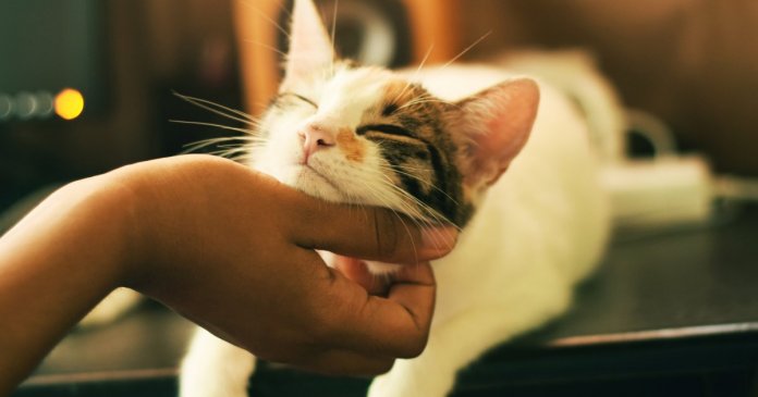 Os benefícios científicos de ser um amante de gatos