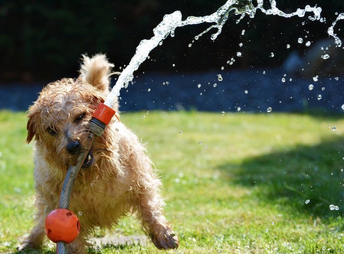 Cientistas afirmam que possuir cão rejuvenesce dono em até 10 anos