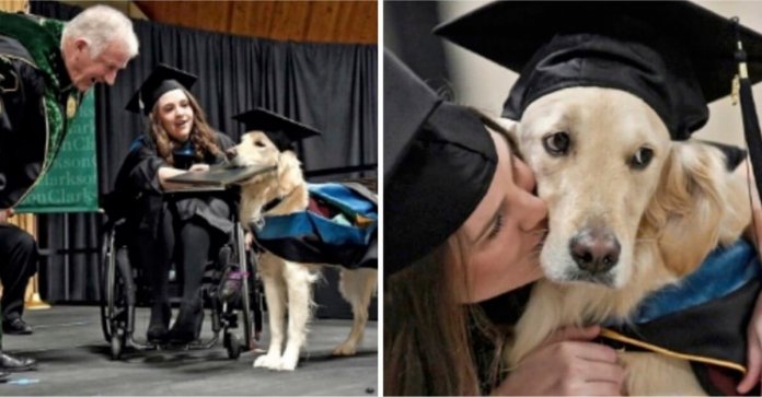 Nós aplaudimos este cão dedicado que se formou com sua dona deficiente.