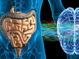 INTESTINO “Nosso Segundo Cérebro”