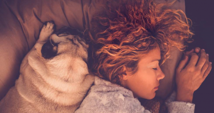 O segredo noturno dos cães: por que as mulheres preferem dormir com eles do que com seus parceiros?
