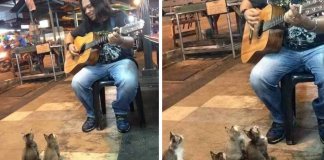 4 gatinhos apaixonados pela música pararam para ouvir um cantor de rua que todos ignoraram