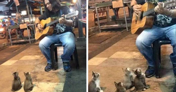 4 gatinhos apaixonados pela música pararam para ouvir um cantor de rua que todos ignoraram