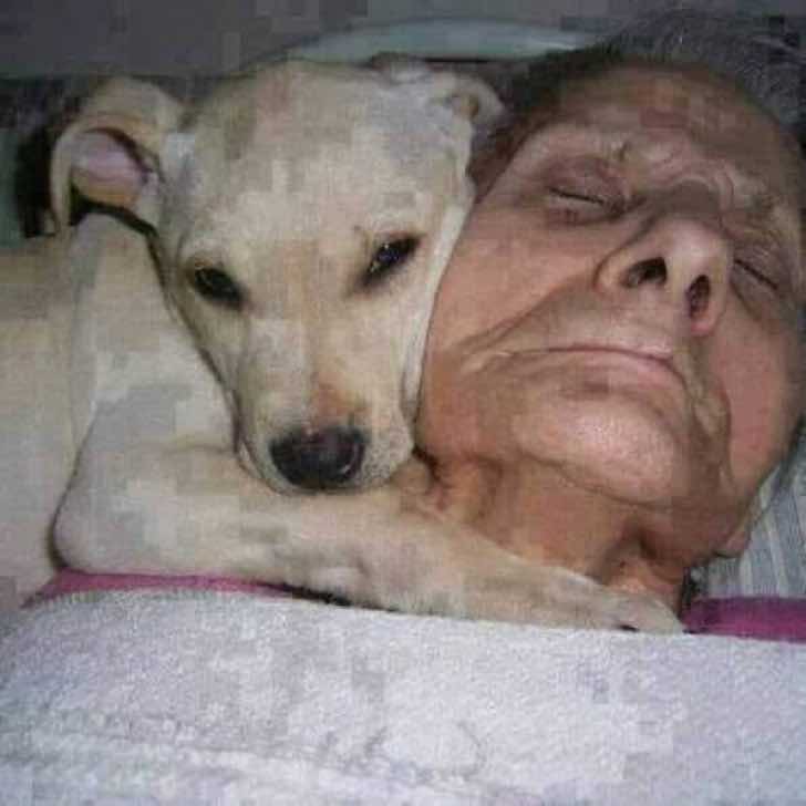 psicologiasdobrasil.com.br - Este senhor entrou em coma e seu cachorro o acompanhou até ele acordar