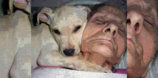 Este senhor entrou em coma e seu cachorro o acompanhou até ele acordar