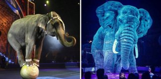 Circo alemão se recusa a maltratar animais. Eles criaram lindos hologramas para admirá-los