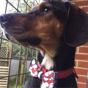 asomadetodosafetos.com - Menino costura lindos laços para ajudar cães e gatos abandonados a serem adotados