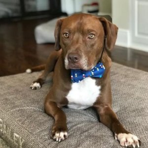 asomadetodosafetos.com - Menino costura lindos laços para ajudar cães e gatos abandonados a serem adotados