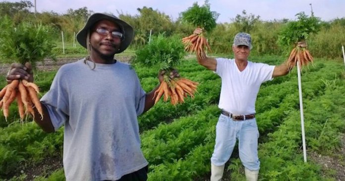 Fazenda de alimentos orgânicos contrata apenas moradores de rua