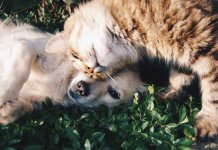 Cães e gatos fazem parte da família, sim!