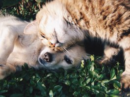 Cães e gatos fazem parte da família, sim!