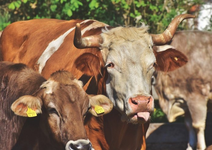 Estudo aponta que, em 2040, 60% da “carne” no mundo não será feita de animais