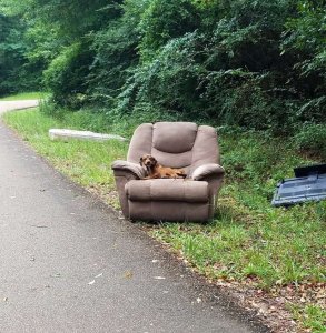 contioutra.com - Cachorro abandonado com móveis velhos pensava que seu dono voltaria para buscá-lo