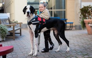 asomadetodosafetos.com - 9 cirurgias não conseguiram fazê-la andar, até que um Dogue Alemão entrou em sua vida e ela conseguiu