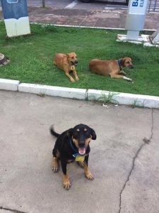 asomadetodosafetos.com - Posto de gasolina “contrata” três cachorros de rua que viviam no local
