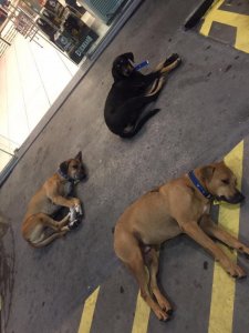 asomadetodosafetos.com - Posto de gasolina “contrata” três cachorros de rua que viviam no local
