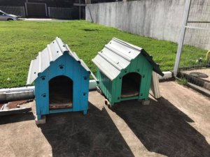 psicologiasdobrasil.com.br - Posto de gasolina “contrata” três cachorros de rua que viviam no local