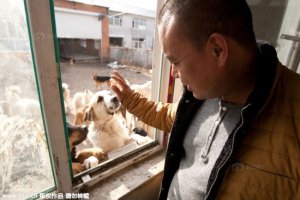 asomadetodosafetos.com - Milionário chinês gastou toda a sua fortuna salvando cães do comércio de carne