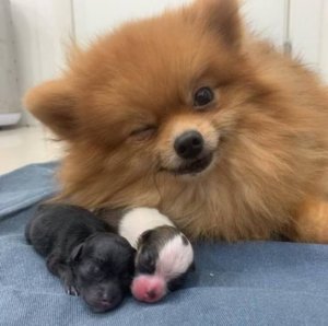 psicologiasdobrasil.com.br - Mamãe pela primeira vez, cachorrinha sorri ao posar com seus filhotes