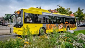 psicologiasdobrasil.com.br - Cidade holandesa transforma pontos de ônibus em jardins para as abelhas