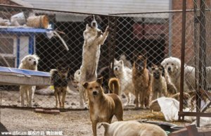 contioutra.com - Milionário chinês gastou toda a sua fortuna salvando cães do comércio de carne