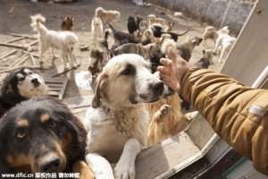 contioutra.com - Milionário chinês gastou toda a sua fortuna salvando cães do comércio de carne