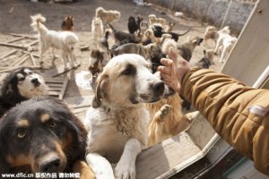 psicologiasdobrasil.com.br - Milionário chinês gastou toda a sua fortuna salvando cães do comércio de carne