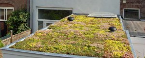 psicologiasdobrasil.com.br - Cidade holandesa transforma pontos de ônibus em jardins para as abelhas