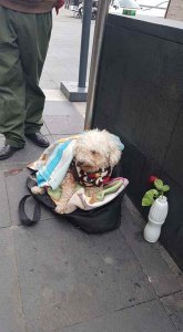 contioutra.com - Vovô vende chicletes na rua para alimentar seu cachorrinho
