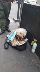 psicologiasdobrasil.com.br - Vovô vende chicletes na rua para alimentar seu cachorrinho