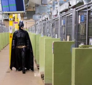 psicologiasdobrasil.com.br - Há um Batman da vida real salvando animais que seriam sacrificados em abrigos