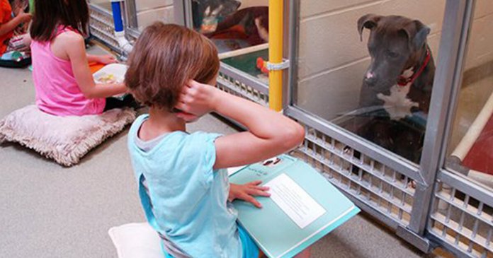 Crianças leem para cães que sofreram maus tratos e os ajudam a interagir com humanos